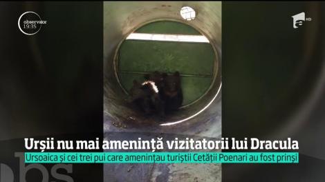Ursoaica și cei trei pui care amenințau turiștii Cetății Poenari au fost prinși și mutați