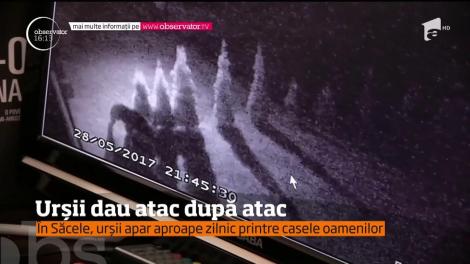 Urșii dau atac după atac! În Săcele, animalele apar aproape zilnic printre casele oamenilor