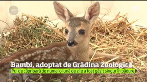 O Grădina Zoologică de lângă Galaţi are un nou chiriaş. Este vorba de un pui de caprioară