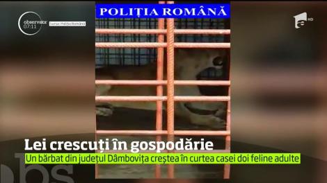Lei crescuți în satul dâmboviţean Săvești. Omul ţinea într-un ţarc cele două feline, un mascul şi o femelă