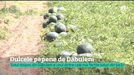 Anul acesta, pepenii româneşti au apărut cu o lună mai devreme. Fermierii au folosit substanţe care au accelerat procesul de coacere