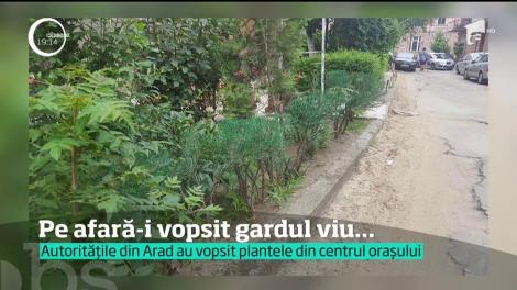 In Vestul ţării, gardul viu ofilit a "înviat" cu vopsea. Vopsea verde care să-l ţină veşnic în viaţă