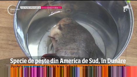 Un peşte înrudit cu Piranha a ajuns în apele Dunării, la Drobeta Turnu- Severin!