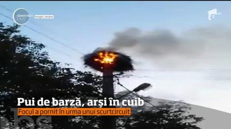 Patru pui de barză au murit după ce cuibul lor, aşezat pe un stâlp de electricitate, a luat foc