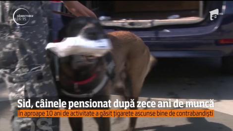 Sid, c&acirc;inele pensionat după zece ani de muncă