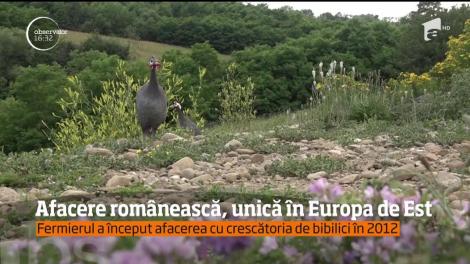 Un crescător de bibilici din Harghita a dezvoltat o afacere unică în Europa de est