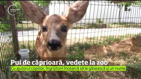 Doi pui de căprioară sunt noile vedete ale Grădinii Zoologice din Craiova