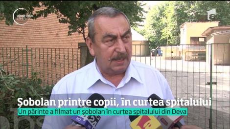 În spitalul de pediatrie din Deva, şobolanii se plimbă nestingheriţi printre copii şi gunoaie. Un tată a filmat scenele revoltătoare