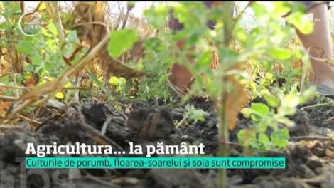 Agricultura, topită de seceta prelungită