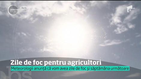 Agricultorii nu s-au dat în lături de la muncile câmpului nici la peste 40 de grade Celsius