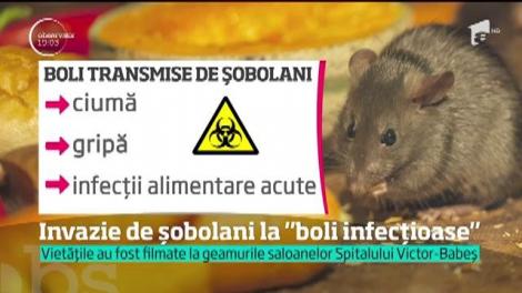 Invazie de șobolani la Spitalului de Boli Infecţioase Victor-Babeş din Capitală!