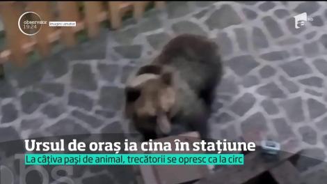 Ursul de oraș ia cina în stațiune. În faţa animalului periculos, trecătorii se amuză!