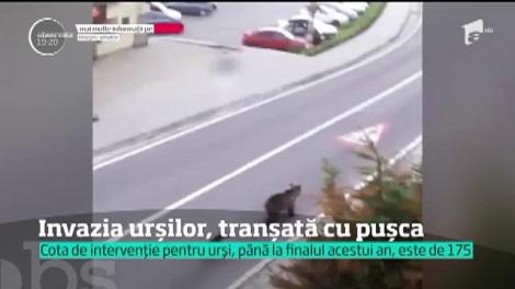 Invazia urșilor, tranșată cu pușca! Cel mult 175 de animale pot fi ucise până la sfârşitul anului
