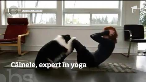 Câinele expert în yoga!