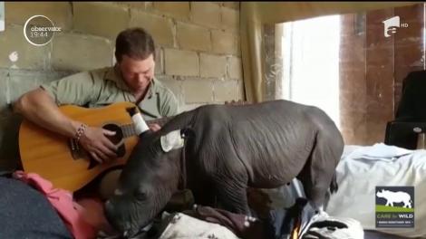 Pui de rinocer, vrăjit de un cântec la chitară