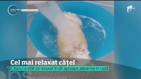 Un căţel de peste Ocean a reuşit însă să ducă relaxarea la rangul de artă!