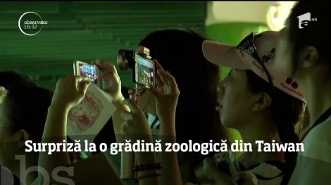 Surpriză pentru un urs panda, la o grădină zoologică din Taipei