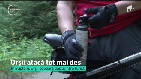 Urşii învăţaţi să ia cina în oraşe şi sate au atacat din nou. Doi ciobani din Harghita au ajuns muşcaţi la spital