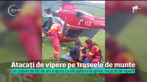 Un bărbat a ajuns în stare gravă la spital, după ce l-a muşcat o viperă. Este al treilea caz în numai câteva zile