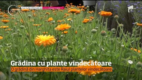 A transformat pasiunea pentru plantele medicinale într-o afacere profitabilă