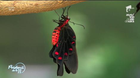 Bucurie mare pentru copiii din București și nu numai. La Muzeul Antipa culorile prind aripi într-o expoziție de fluturi tropicali vii!
