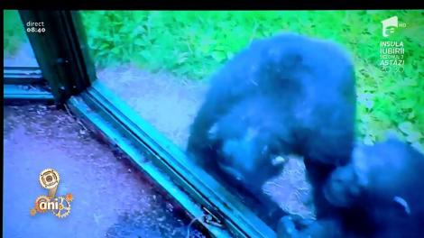 Nici maimuța nu mai e ce-a fost. Au apărut primatele profitoare!