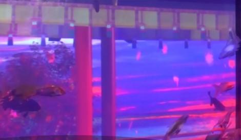 Turiştii se înghesuie să vadă "instalaţia artistică" unică în lume. Imagini senzaţionale cu acvariile transformate în opere de artă cu ajutorul peştişorilor aurii