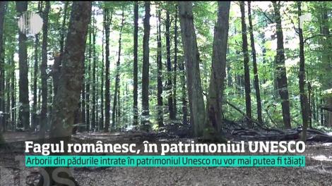 Peste 24 de mii de hectare de păduri virgine din România au intrat în patrimoniul UNESCO