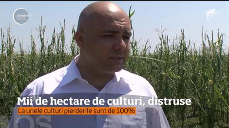 Mii de hectare de culturi au fost distruse de grindină în judeţul Buzău