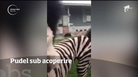 Ați văzut ceva mai adorabil? El este Zeus, cățelușul care arată ca o zebră