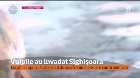 Vulpile au invadat Sighişoara