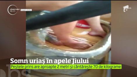 Captură împresionantă în România Doi pescari au reuşit să prindă un pește URIAȘ. Cei doi l-au scos cu greu la suprafață!