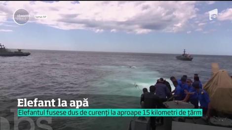 Elefant la... apă! Nu, nu este o glumă! Un exemplar gigantic a fost luat de curenţi şi a ajuns în largul oceanului Indian