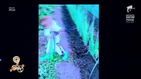 Smiley News. Maimuța de grădină, fan praz!