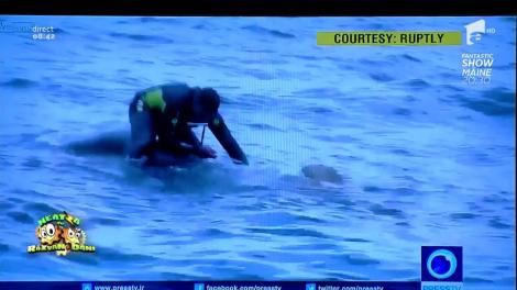 Smiley News. De necrezut. Elefant salvat din mijlocul Oceanului Indian!