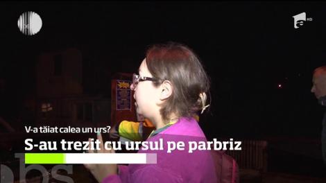 Un urs a tăiat calea unui șofer pe DN1, la ieșirea din Bușteni