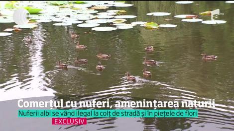 Deşi ilegale, afacerile cu nuferi prosperă. Comercianţii îi vând la orice colţ de stradă. Uneori, chiar sub nasul poliţiştilor