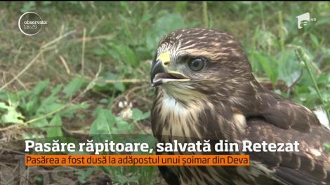 Pasăre răpitoare, salvată din Retezat