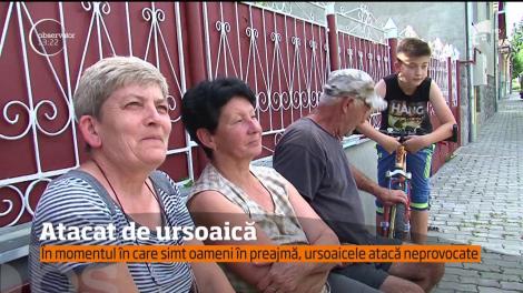 Urşii au atacat din nou oamenii în judeţul Mureş! Un bărbat de 70 de ani a ajuns la spital după ce a fost rănit de o ursoaică cu pui