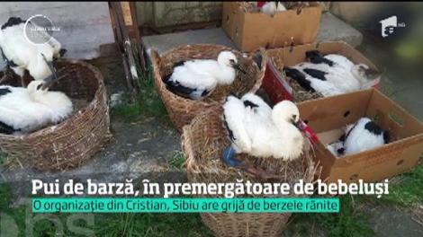 Mai multe barze cu picioarele fracturate reînvaţă să păşească în premergătoare pentru bebeluși! Se întâmplă în Sibiu!