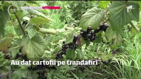 Producătorii din Harghita au început să se reorienteze. Unii au înlocuit cartofii cu lavanda, coacăzele şi chiar trandafirii