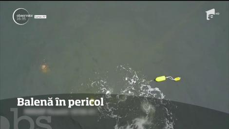 Balenă în pericol. Uriaşul marin abia se putea ţine la suprafaţă