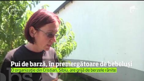 Înainte să înveţe să zboare, puii de barză învaţă să mearg