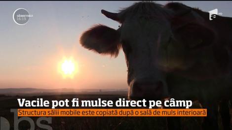 Mulge vacile pe câmp cu ajutorul unei instalații mobile ingenioase