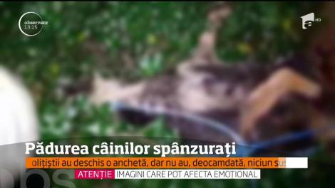 România, înapoi în Evul Mediu? Scene de o cruzime greu de imaginat într-o pădure din apropiere de Ocnele Mari. Mai multi câini au fost găsiti atârnaţi morţi într-un copac