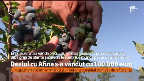 Dealul de Afine de la Toderița s-a vândut cu 100.000 de euro