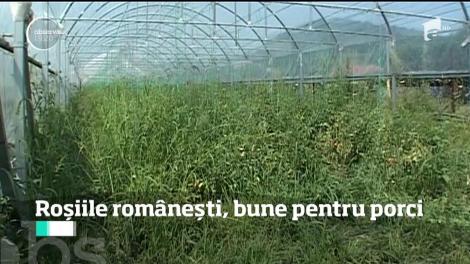 Roşiile româneşti, bune pentru porci