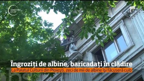 Cei care lucrează la Palatul Culturii din Ploieşti au trăit zile întregi de teroare, din cauza a zeci de mii de inamici cu ac. Situaţia s-a rezolvat cu greu