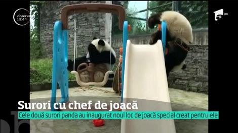 Două surori panda din China rescriu regulile baschetului
