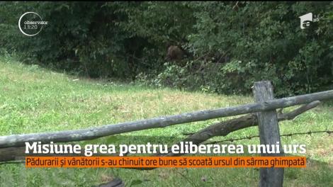 Un urs a rămas captiv în gardul de sârmă ghimpată al unei gospodării